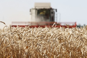 В каких российских регионах собрали больше 2 млн тонн зерна?