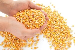 Правительство РФ поручило Минсельхозу рассмотреть вопрос об обороте ГМО-продукции