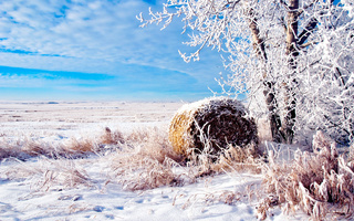 Защита озимых зерновых от снежной плесени