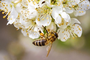 Производители мёда могут получить льготные режимы деятельности