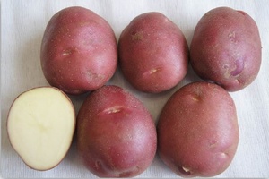 Уральские ученые вывели новый сорт раннего картофеля