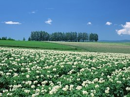 К 2025 году в России доля отечественного посевного материала по картофелю может составить до 50%, по сахарной свекле до 20%