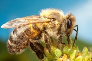 Еврокомиссия запретит пестициды Bayer вредные для пчел